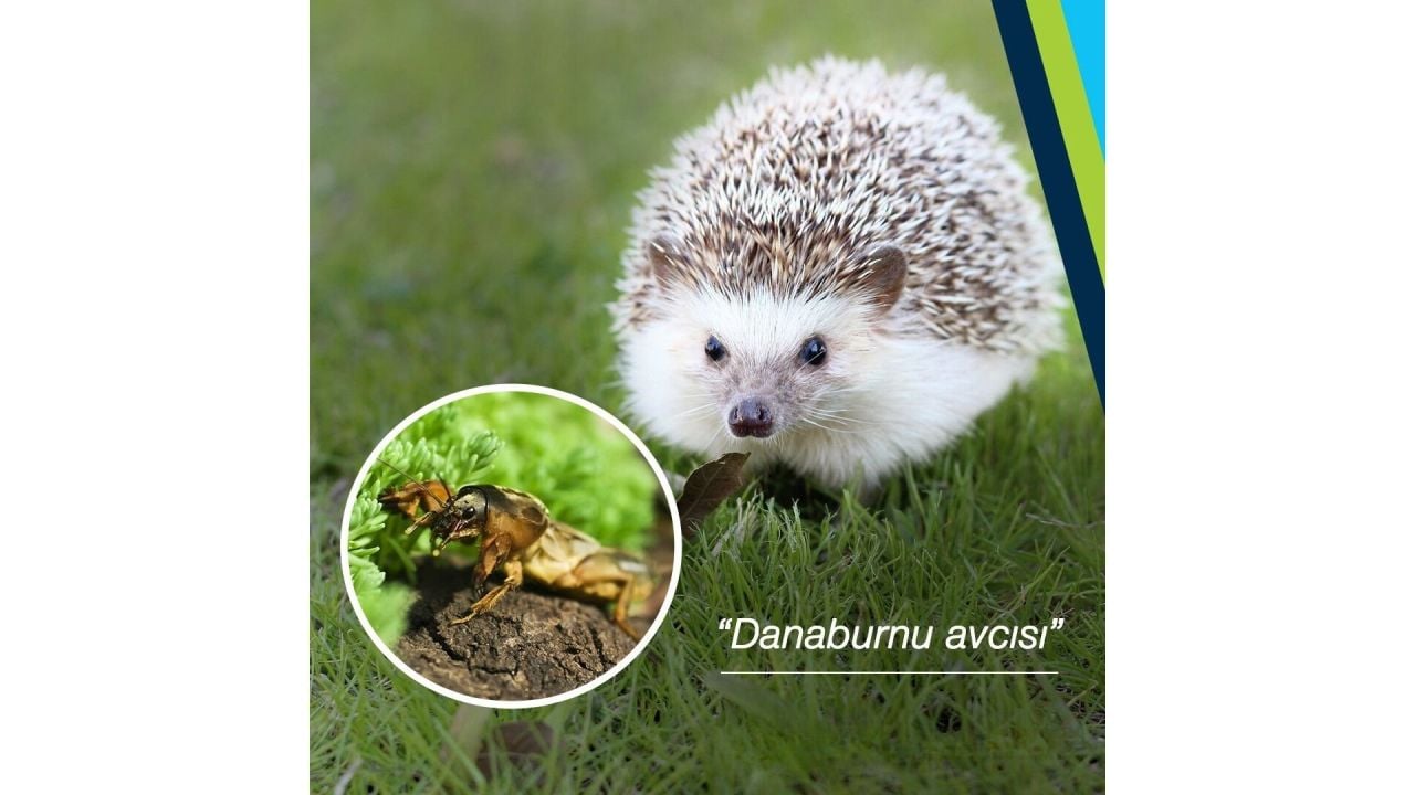 Dana Burnu ile Mücadele (Gryllotalpa gryllotalpa)