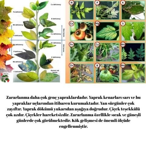 EVO Cu Sıvı Bakırlı Gübre %6 İçerikli Bakır Sülfat 5 Litre